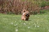 LHASSA APSO 278